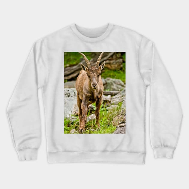 Baby Ibex Crewneck Sweatshirt by jaydee1400